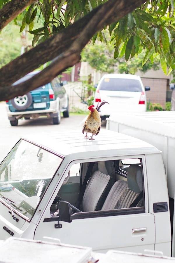 Truck with a chicken on top.