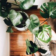An indoor plant growing to the ceiling.