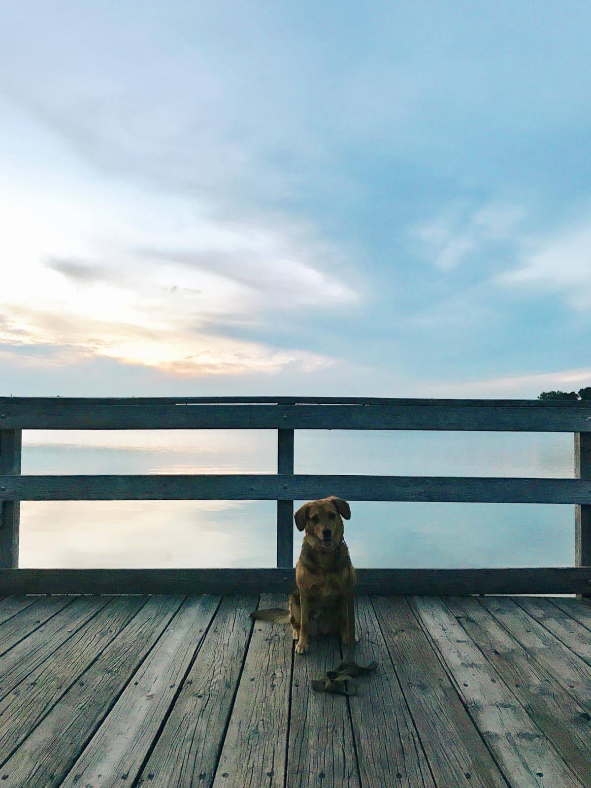 Dog sitting in a wooden fence.